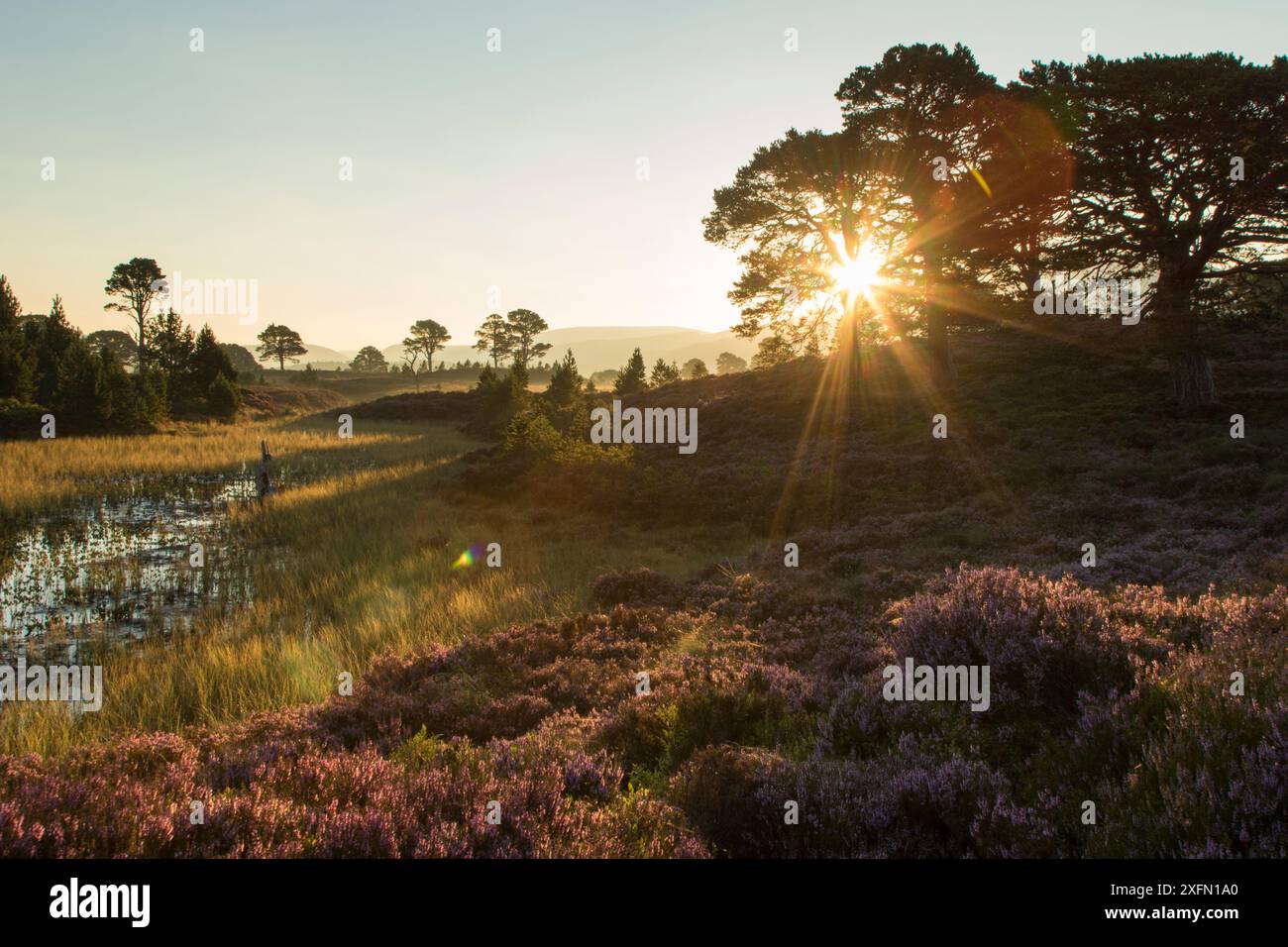 Pinus sylvestris seed hi-res stock photography and images - Alamy