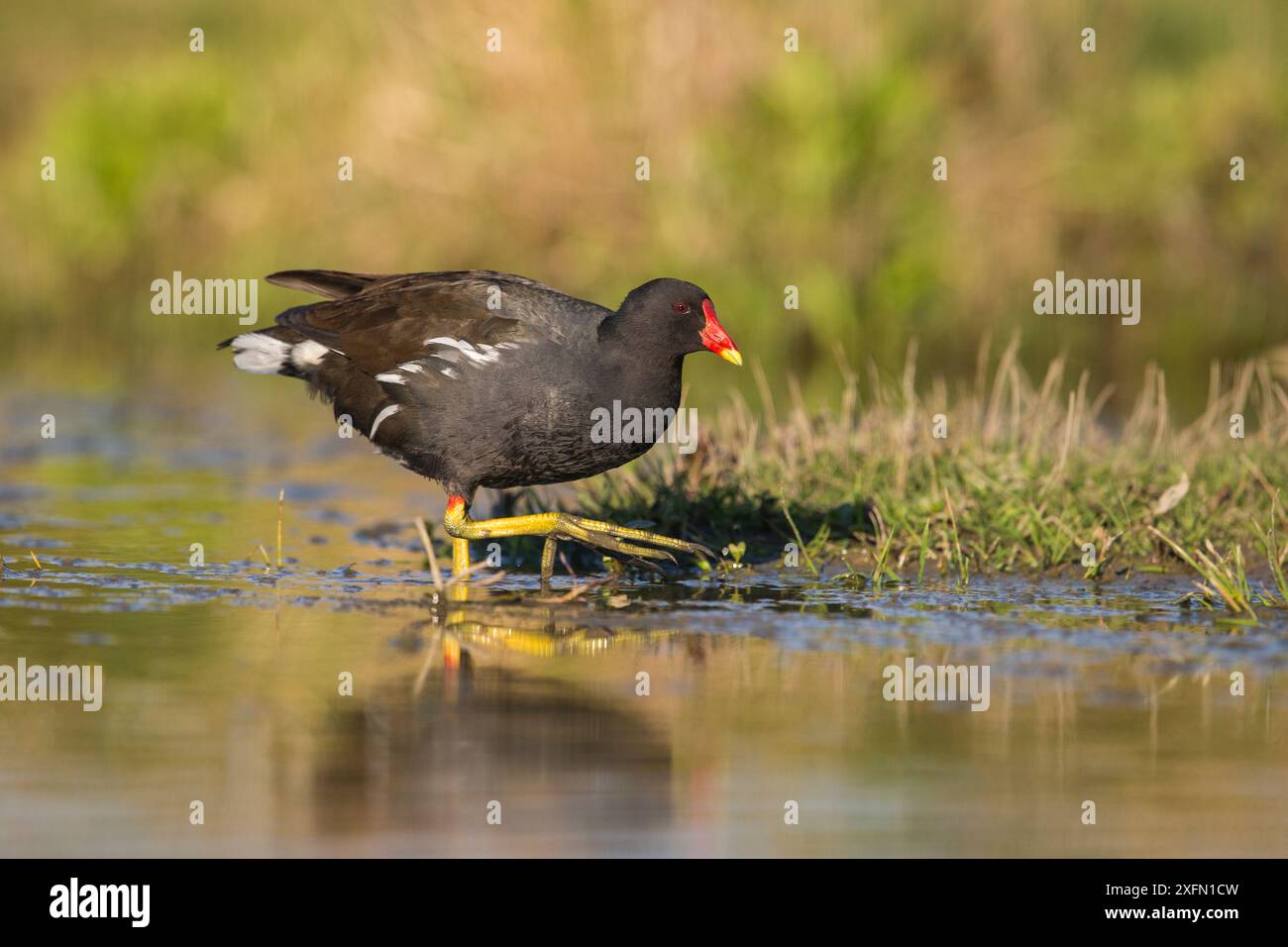 Walking bird pool hi-res stock photography and images - Alamy
