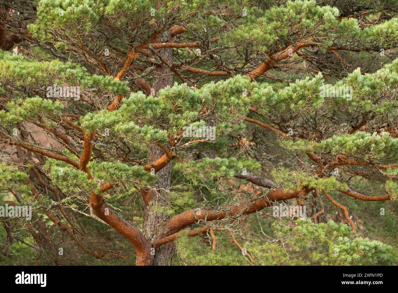 Conifer tree branches pine hi-res stock photography and images - Alamy