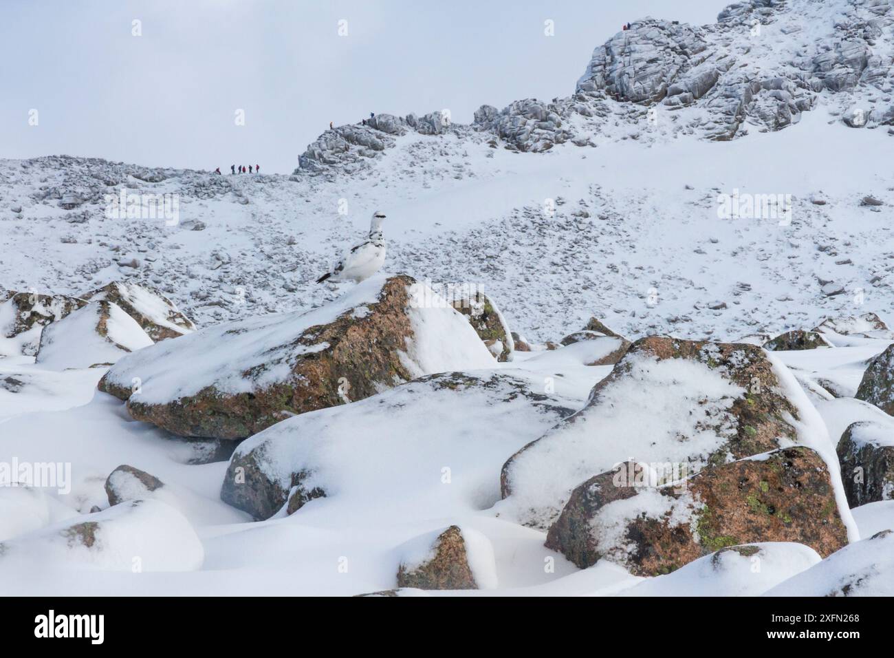 Ptarmigan (Lagopus mutus) male on boulder in front of Fiacaill Coire an t-Sneachda with hillwalkers on ridge, Cairngorms National Park, Scotland, UK, March 2017. Stock Photo