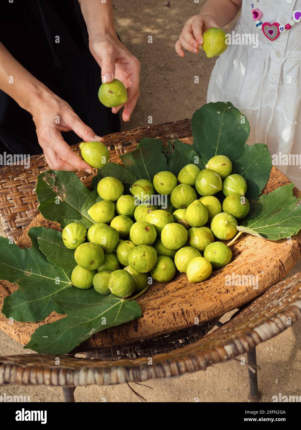 Mother and daughter arranging ripe figs on a Sardinian cork tray in a ...