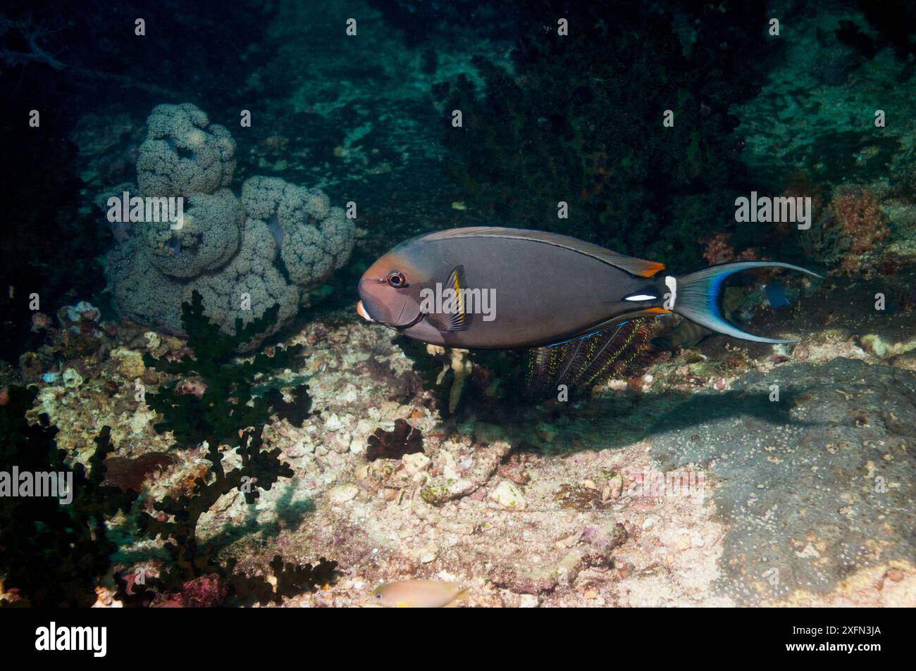 Surgeryfish Pale lipped surgeonfish / White spine surgeonfish (Acanthurus ...