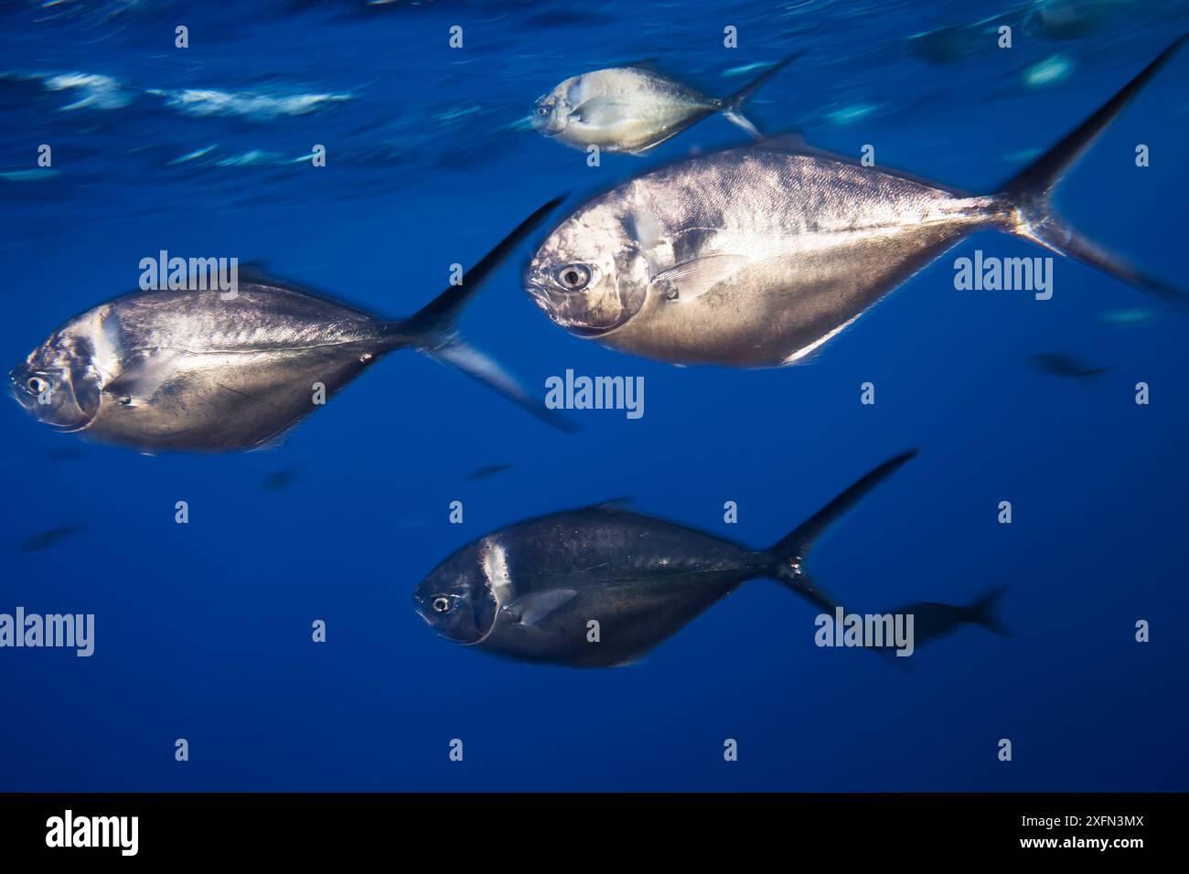 Steel pompano fish (Trachinotus stilbe), Roca Partida Islet, Revillagigedo Archipelago Biosphere Reserve (Socorro Islands), Pacific Ocean, Western Mexico, March Stock Photo