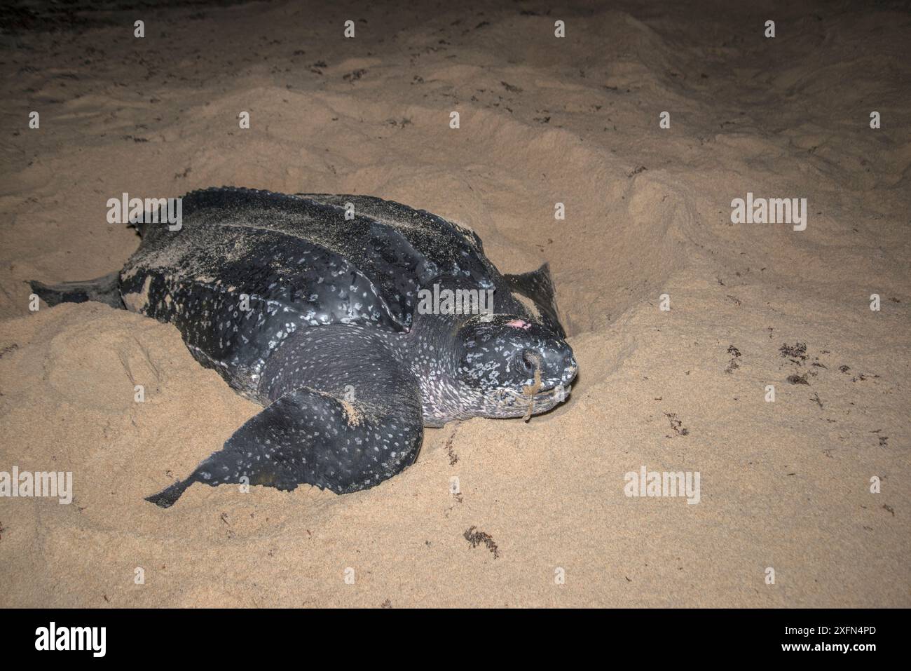 Leatherback turtle (Dermochelys coriacea) laying eggs on beach at night ...