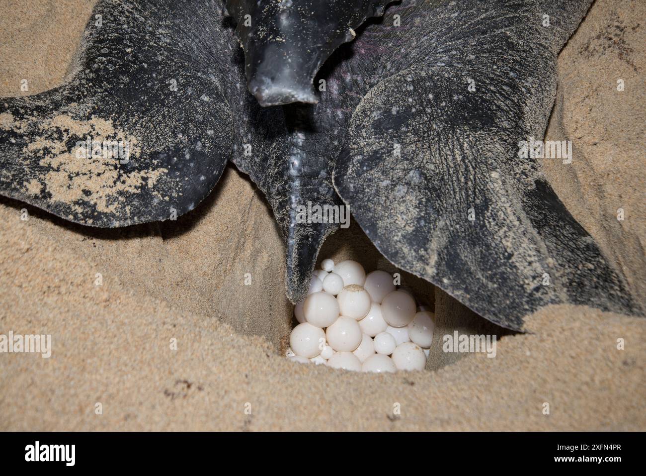 Leatherback turtle (Dermochelys coriacea) laying eggs on beach at night ...
