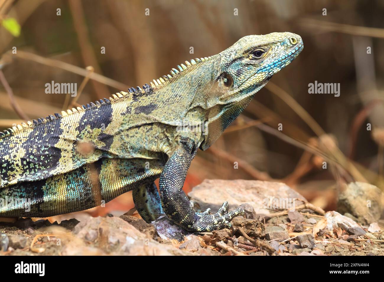 View of Black iguana (Ctenosaura similis) in breeding colours, Nicoya peninsula ...