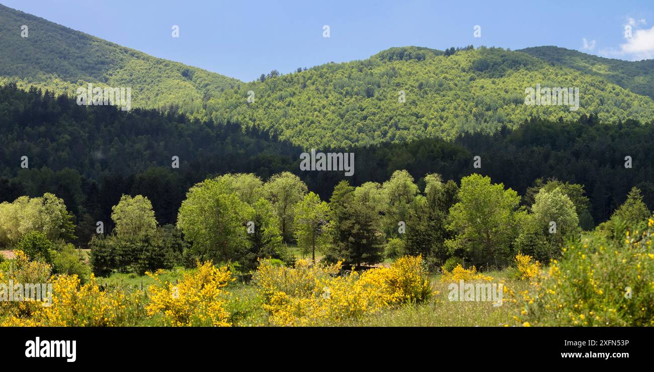 Calabria Tree Giant Austrian pine (Pinus nigra calabrica) trees, Fallistro, Sila ...