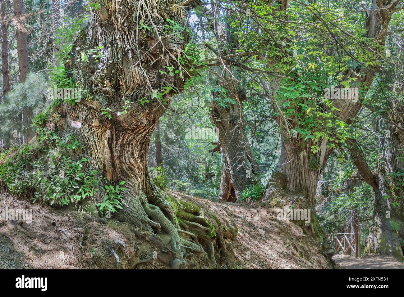 Calabria Tree Calabria greca hi-res stock photography and images - Alamy