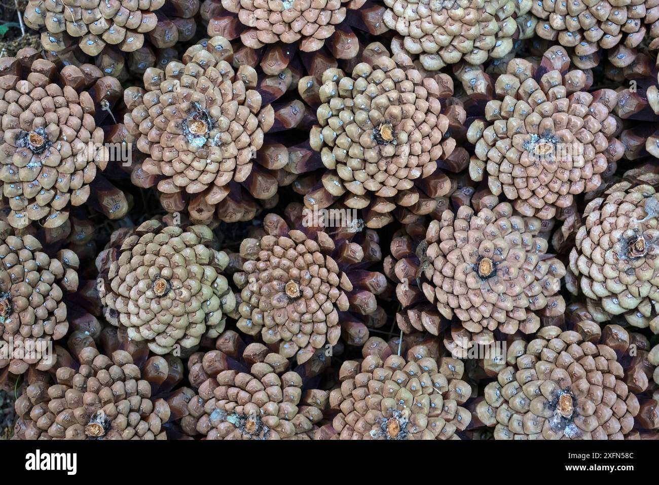 Calabria Tree The cones of Austrian pine tree (Pinus nigra calabrica). Sila National ...