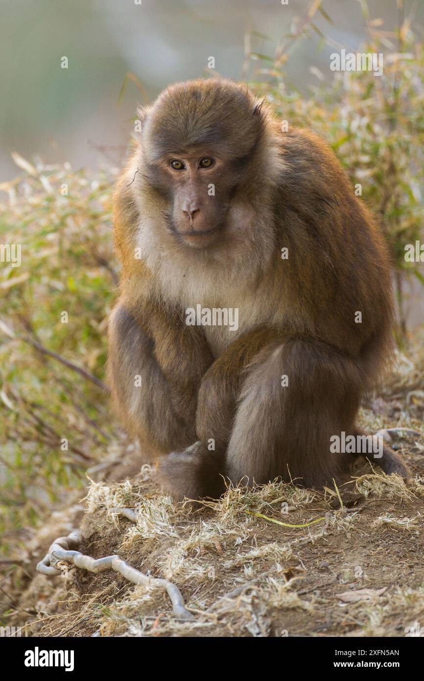 Endangered animals in himalayas hi-res stock photography and images - Alamy