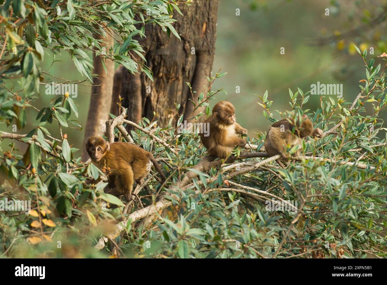 Arunachal macaque (Macaca munzala) babies playing in tree, Arunchal ...