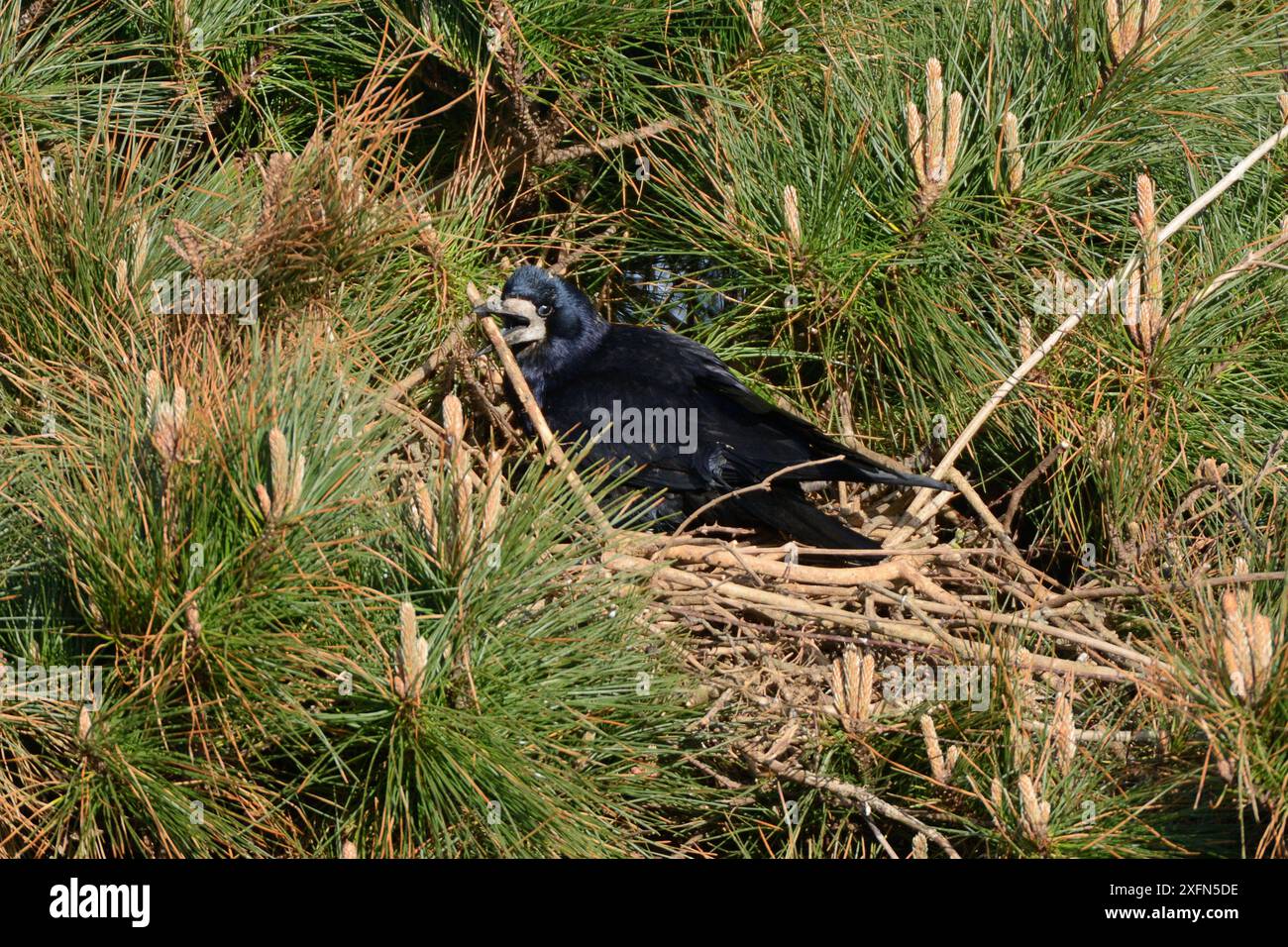 Scots Crows Crows nests in trees hi-res stock photography and images - Alamy