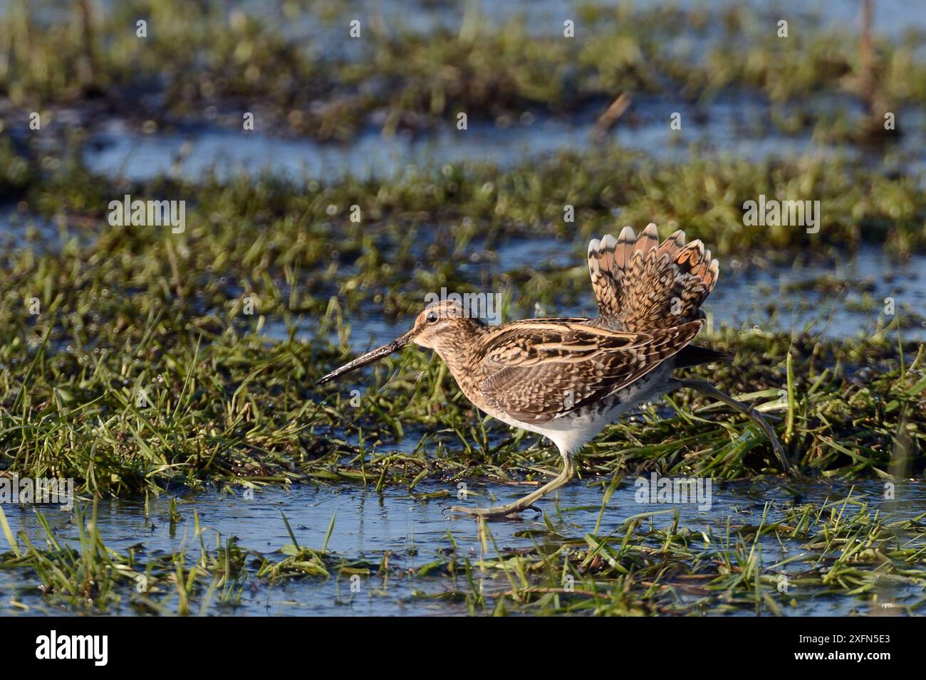 Frozen bird reserve hi-res stock photography and images - Alamy