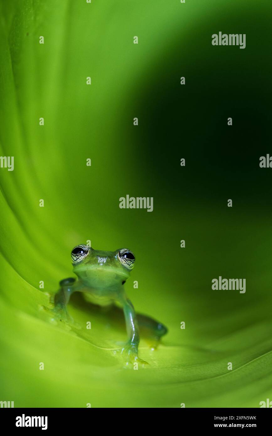 Montane Glass Frog (Centrolenella ilex) inside curled leaf. Mid ...
