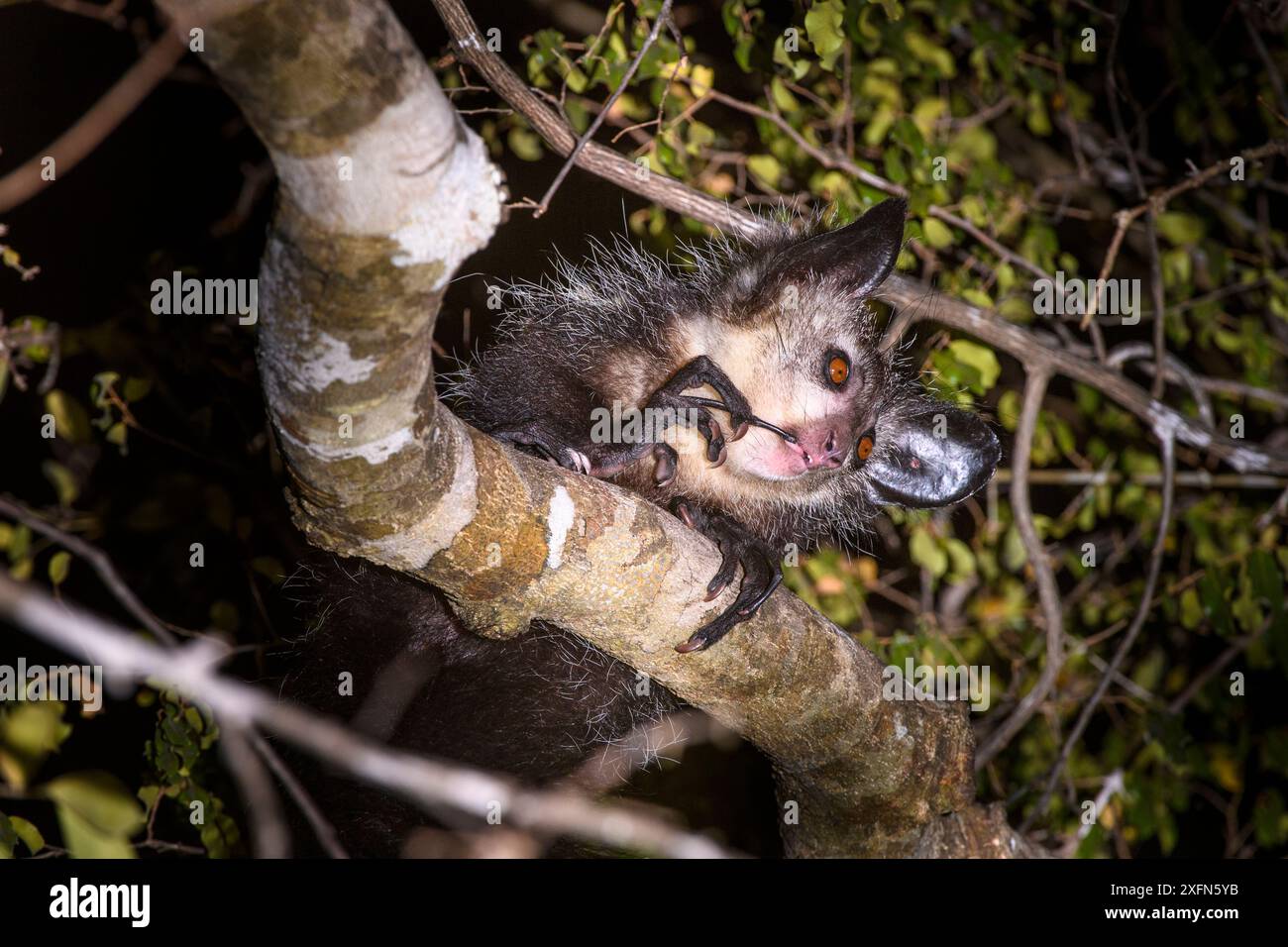 Adult Aye-aye (Daubentonia madagascariensis) grooming / cleaning its teeth in forest canopy at night. Dry deciduous forest near Andranotsimaty. Daraina, northern Madagascar. (Critically Endangered) Stock Photo