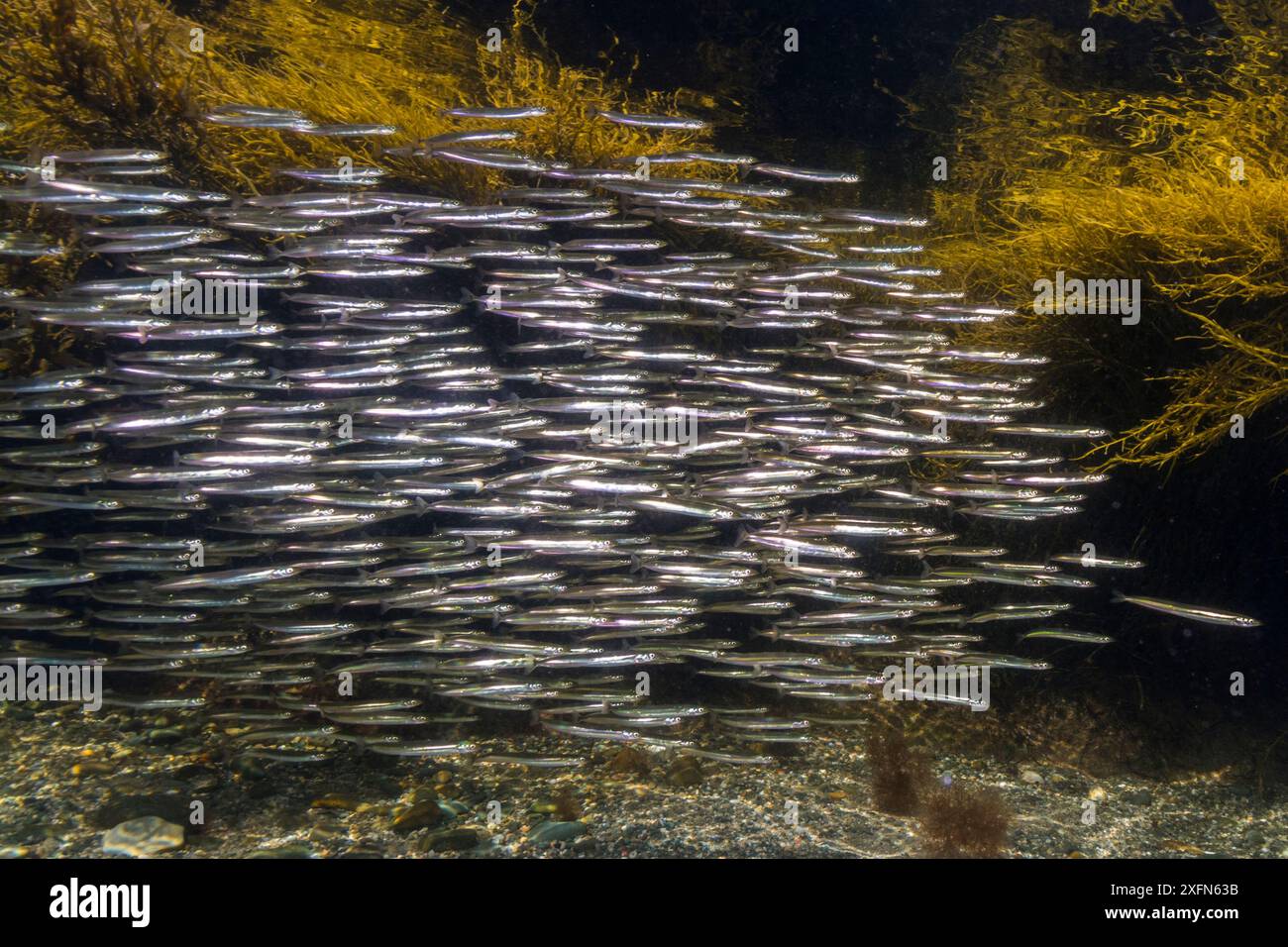 American sandlance (Ammodytes americanus) school in shallow waters ...
