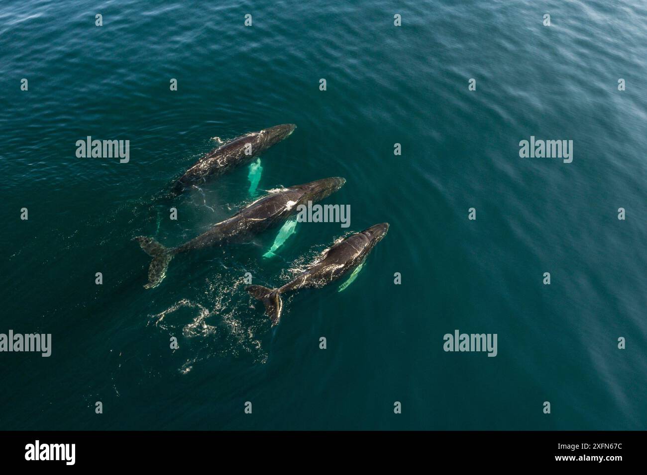 Humpback whales group aerial hi-res stock photography and images - Alamy