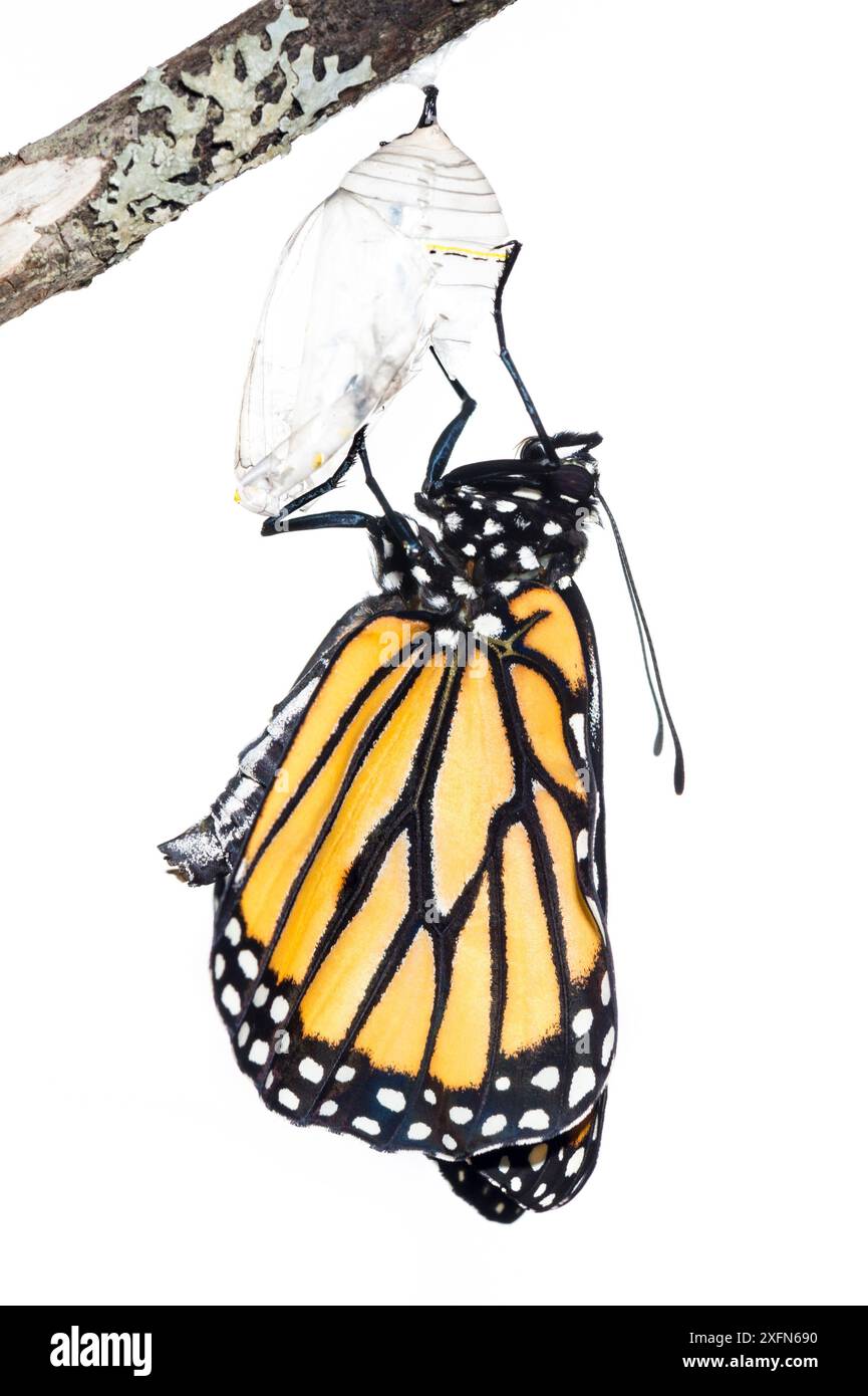 Monarch butterfly (Danaus plexippus) emerging from chrysalis, photographed on white. New Brunswick, Canada, September. Sequence 6 of 8 Stock Photo