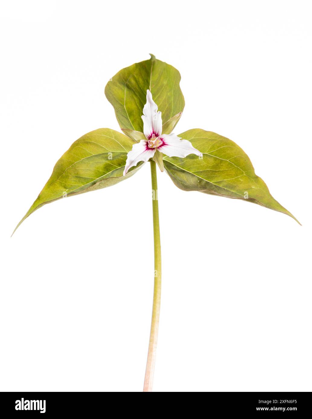 Painted trillium (Trillium undulatum) photographed on white background, New Brunswick, Canada, May. Stock Photo