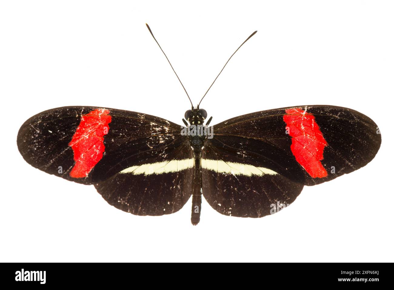 Small postman butterfly (Heliconius erato) photographed on white ...