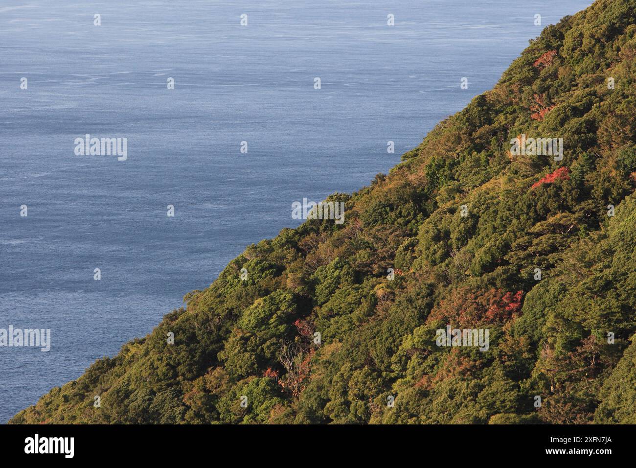 Coastal forest on  Yakushima Island, UNESCO World Heritage Site, Japan. Stock Photo