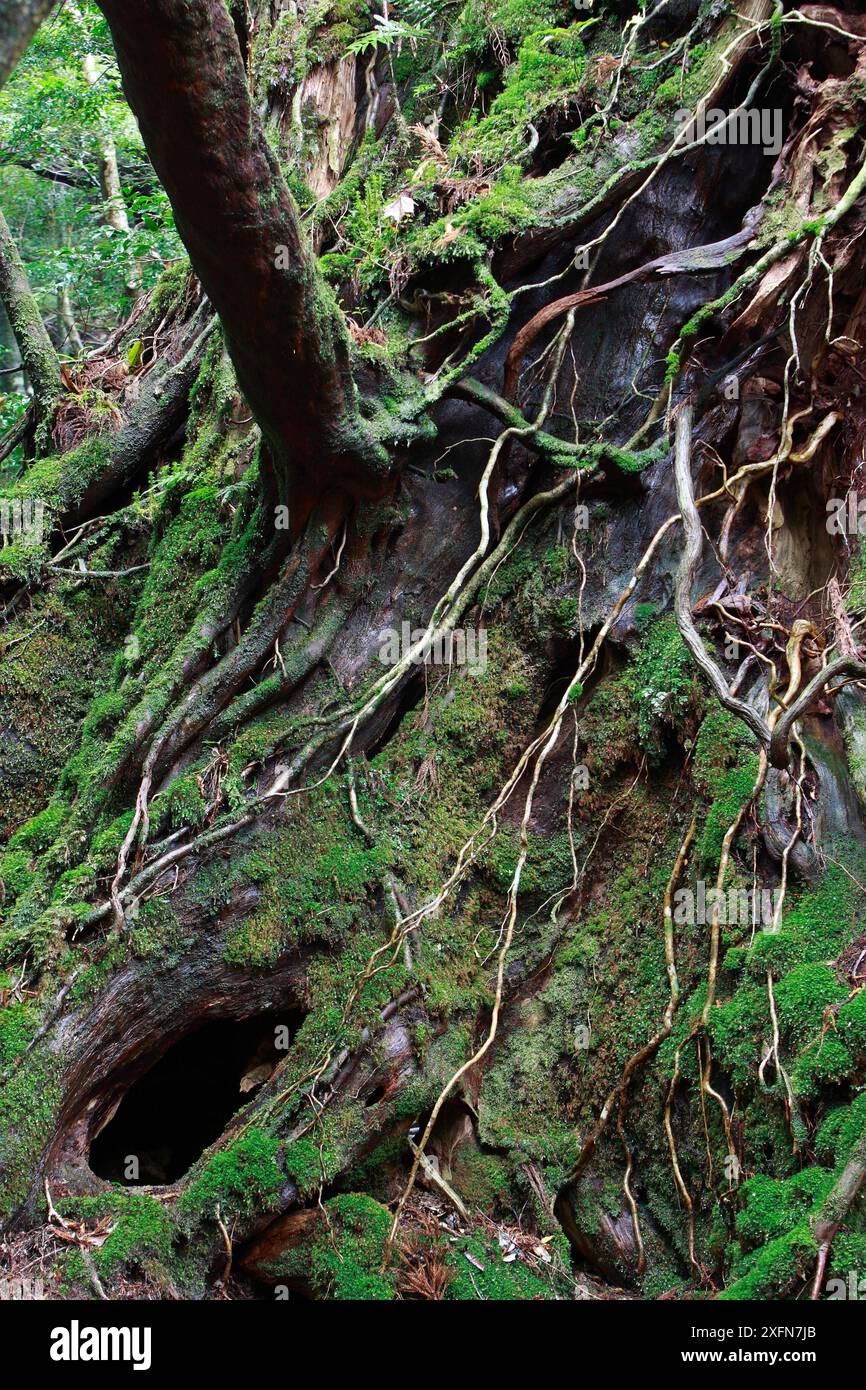 Sub-tropical rainforest in Shiratani Unsuikyo Ravine, Yakushima Island, UNESCO World Heritage Site, Japan. Stock Photo