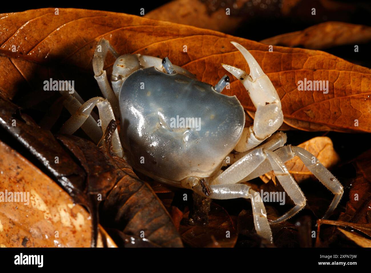 Crab in leaf litter, Yakushima Island, UNESCO World Heritage Site, Japan. Stock Photo