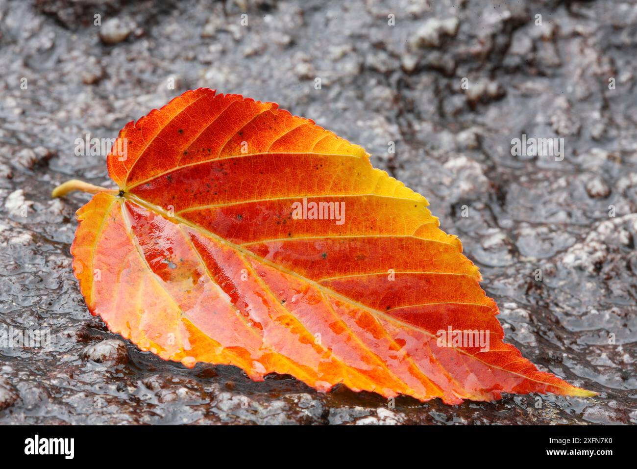 Autumnal leaf, Shiratani Unsuikyo, Yakushima Island, UNESCO World Heritage Site, Japan. Stock Photo