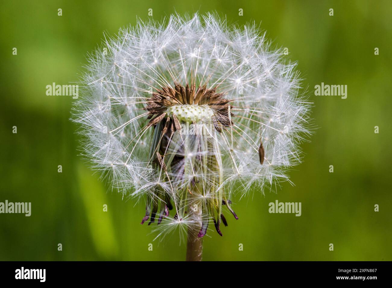 Taraxacum kok saghyz hires stock photography and images Alamy