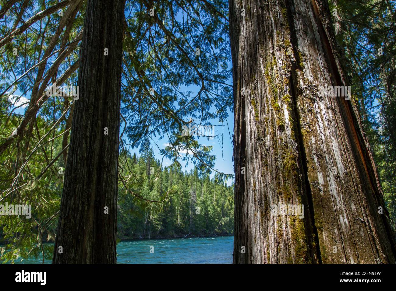 Western red cedar tree (Thuja plicata) in old growth forest, Wells Grey Provincial Park, British Columbia, Canada. July. Stock Photo