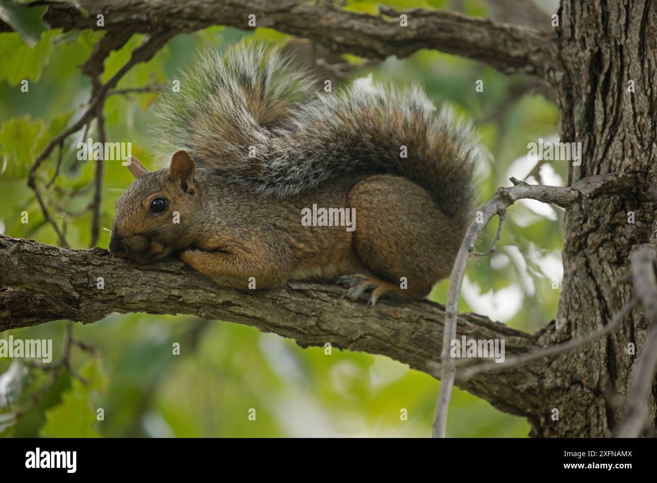 Delmarva fox squirrels hi-res stock photography and images - Alamy
