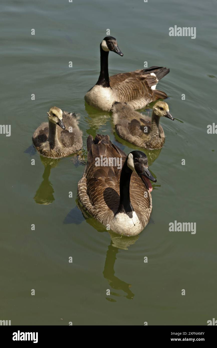 Canada geese on the water hi res stock photography and images Page 8 Alamy
