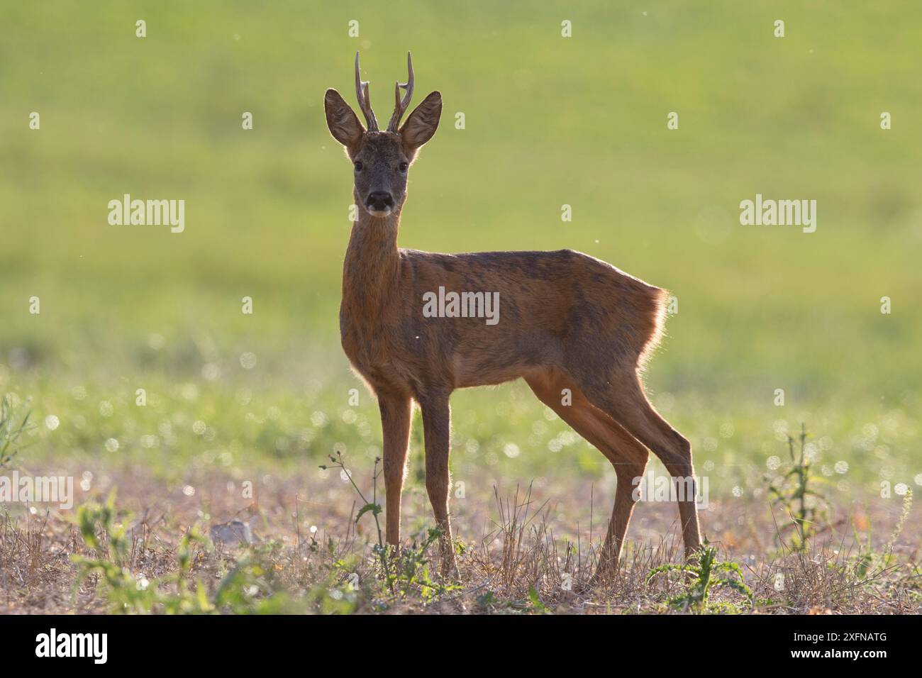 Mammal roe animal animals hi-res stock photography and images - Alamy