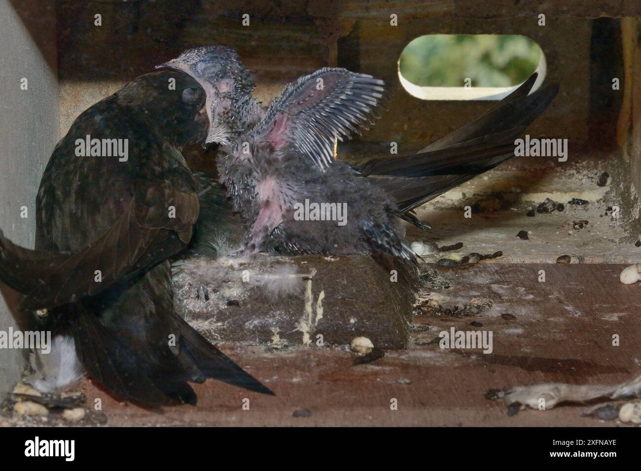 Common swift (Apus apus) feeding its chick in a nest box, Cambridge, UK ...