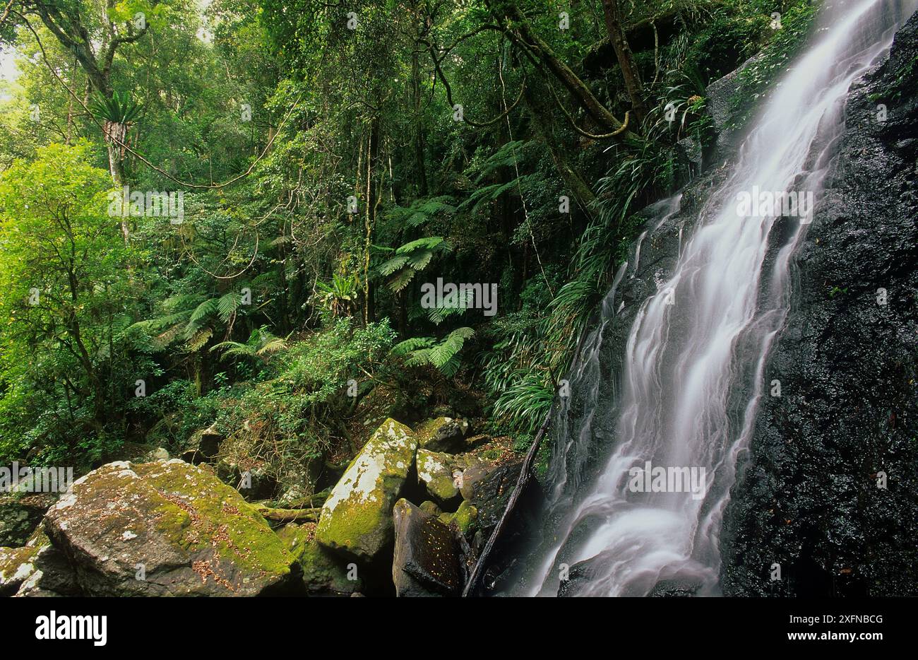 Border ranges national park new south wales hi-res stock photography ...