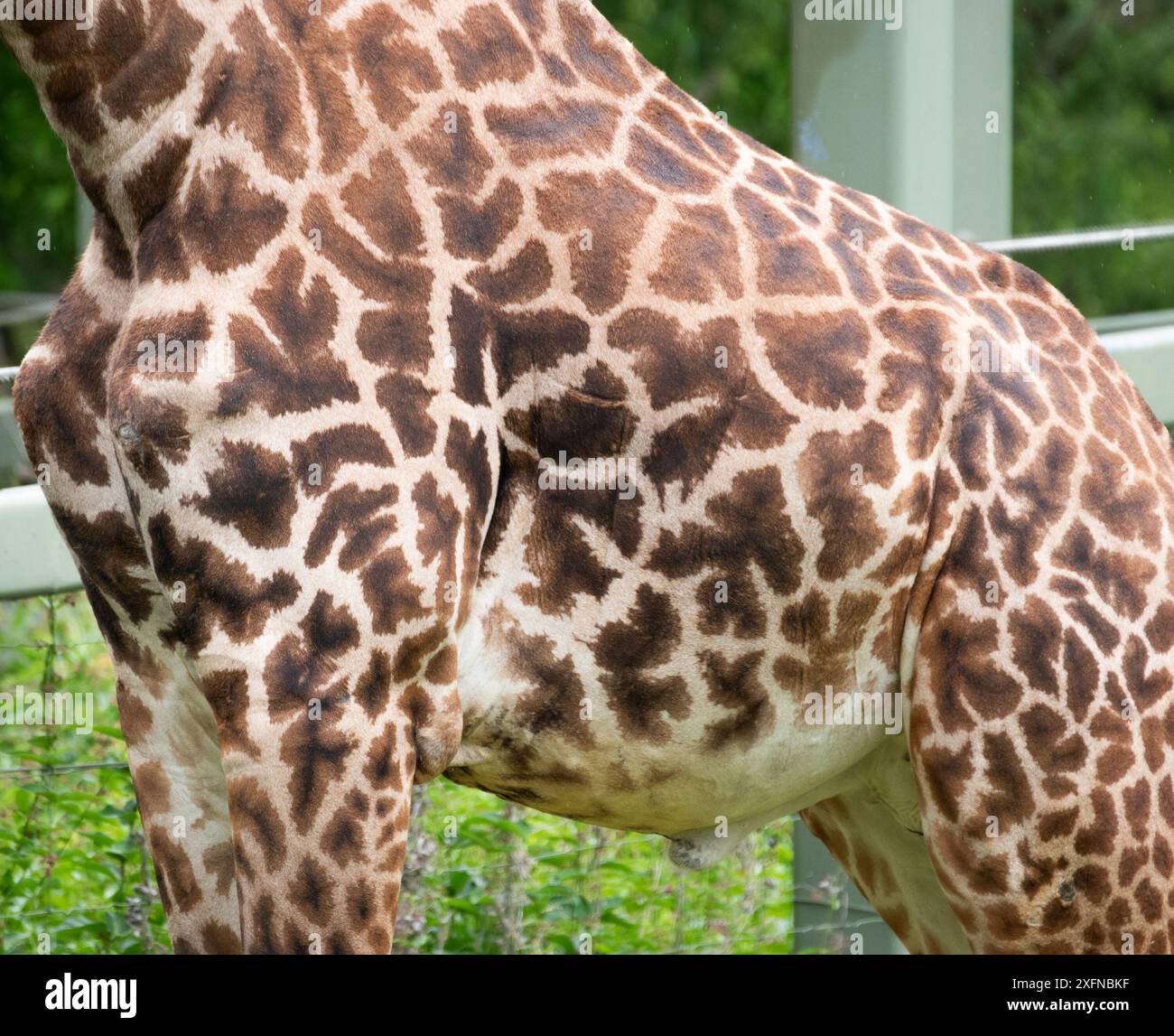 Giraffe portrait in nature hi-res stock photography and images - Alamy