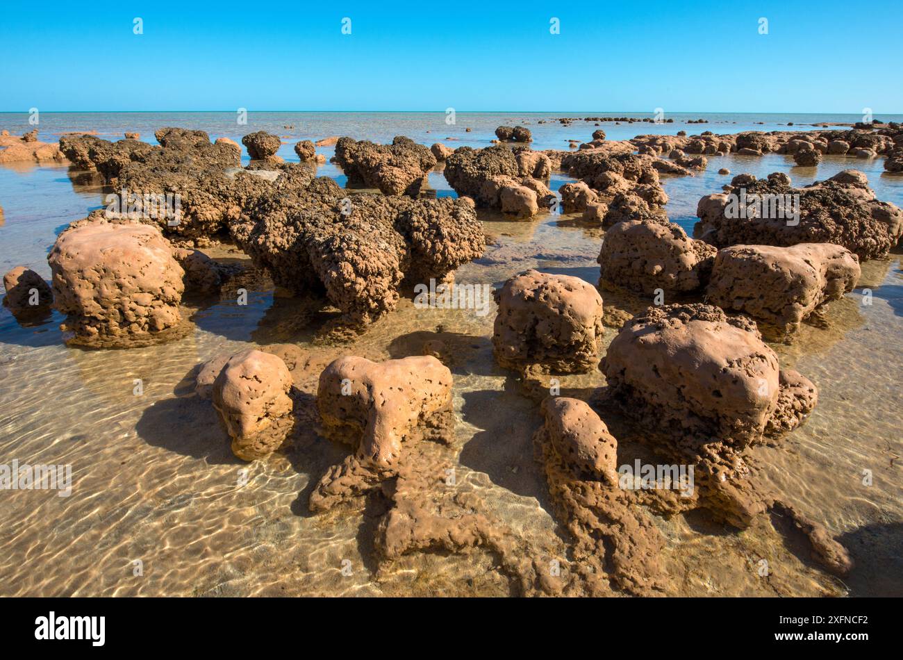 Stromatolite shark bay hi-res stock photography and images - Alamy