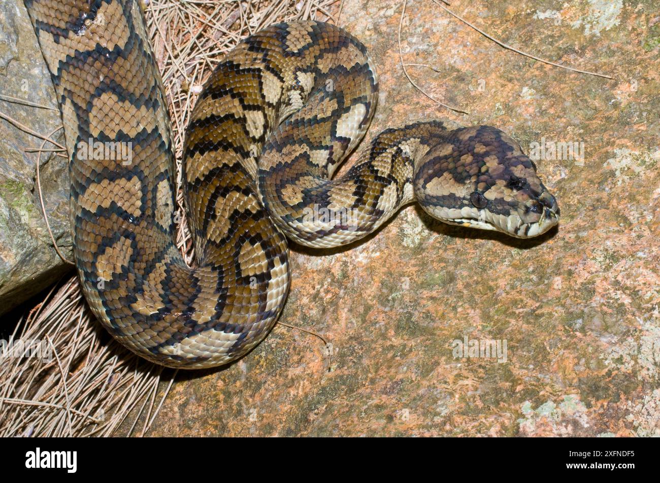 Amethystine python (Morelia amethistina), Girringun National Park, Wet Tropics of Queensland UNESCO Natural World Heritage Site, Herbert River Queensland, Australia. Stock Photo