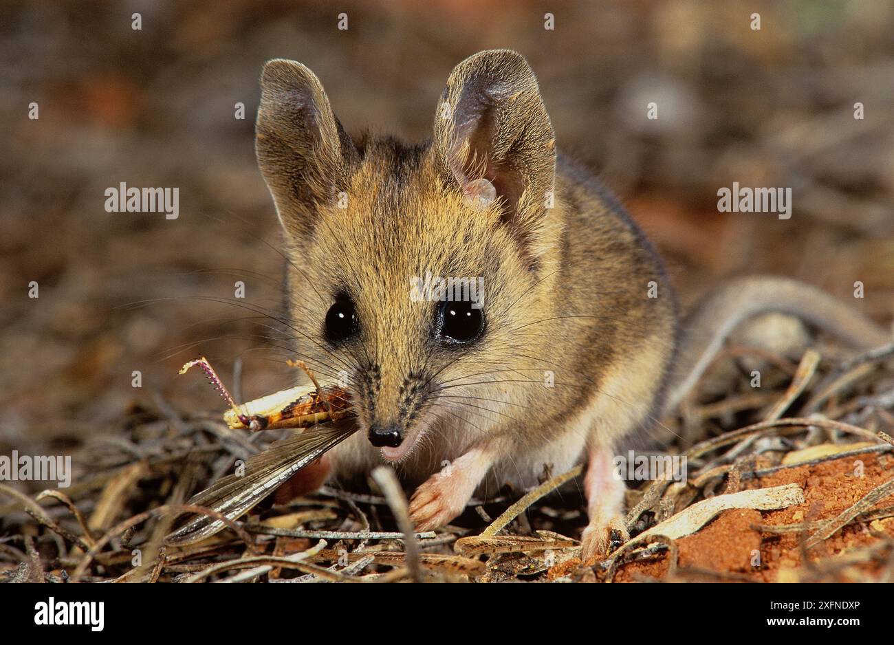 Fat-tailed dunnart (Sminthopsis crassicaudata) Willandra Lakes UNESCO Natural World Heritage Site, New South Wales, Australia. Stock Photo