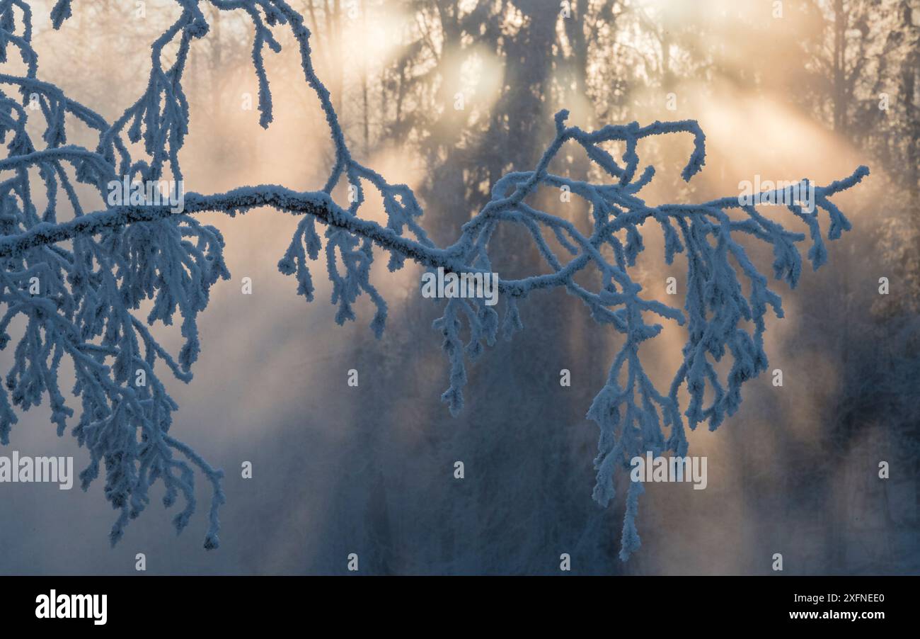 Sun rays shining through frost covered tree branches, Finland, January ...
