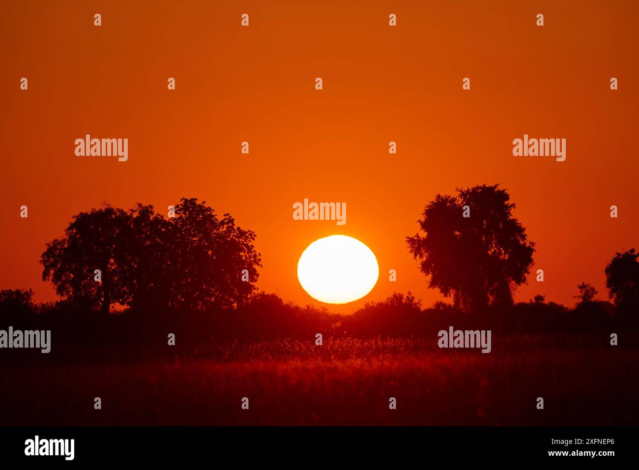 Sun setting behind trees, in Duba Plains concession, Okavango delta, Botswana, Southern Africa Stock Photo