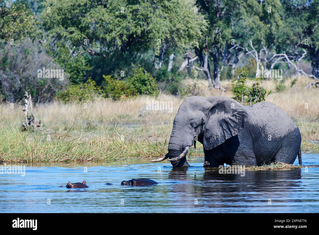 African Elephant Bull Loxodonta Africana Crossing Khwai River In african-elephant-bull-loxodonta-africana-crossing-khwai-river-in