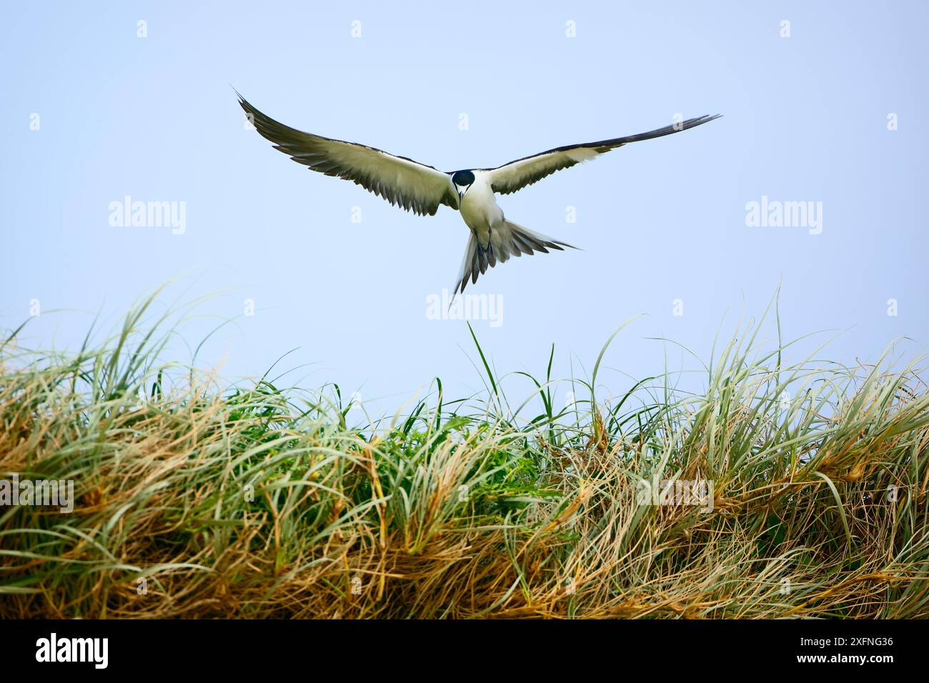 Sooty Tern (Sterna fuscata) in flight, Blinky Beach, Lord Howe island, Lord Howe Island Group UNESCO Natural World Heritage Site, New South Wales, Australia Stock Photo