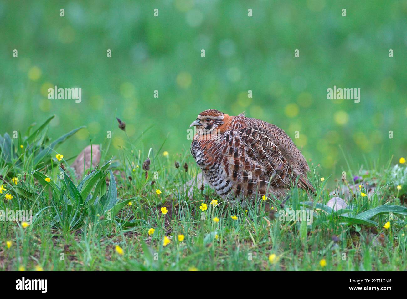 Tibetan Partridge (Perdix hodgsoniae) Sanjiangyuan National Nature Reserve, Qinghai Hoh Xil UNESCO World Heritage Site, Qinghai-Tibet Plateau, Qinghai Province, China. Stock Photo