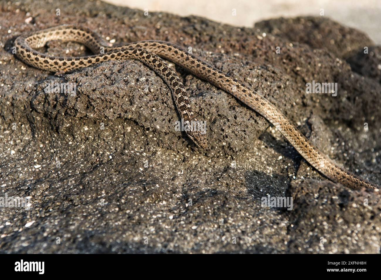 Racer snake and galapagos hi-res stock photography and images - Alamy