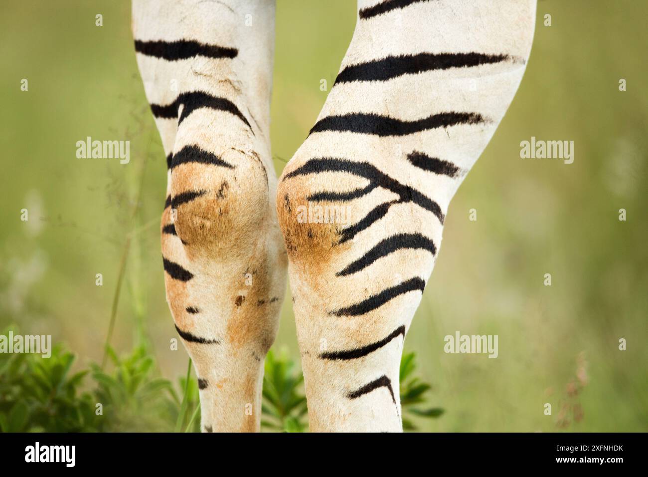 Burchell's zebra (Equus quagga burchellii) close up of legs, Rietvlei Nature Reserve, Gauteng Province, South Africa. Stock Photo