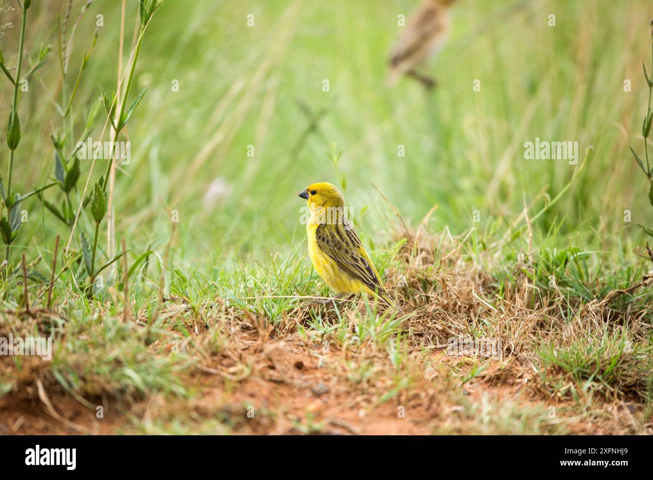 Cuckoo finch (Anomalospiza imberbis) male, Rietvlei Nature Reserve