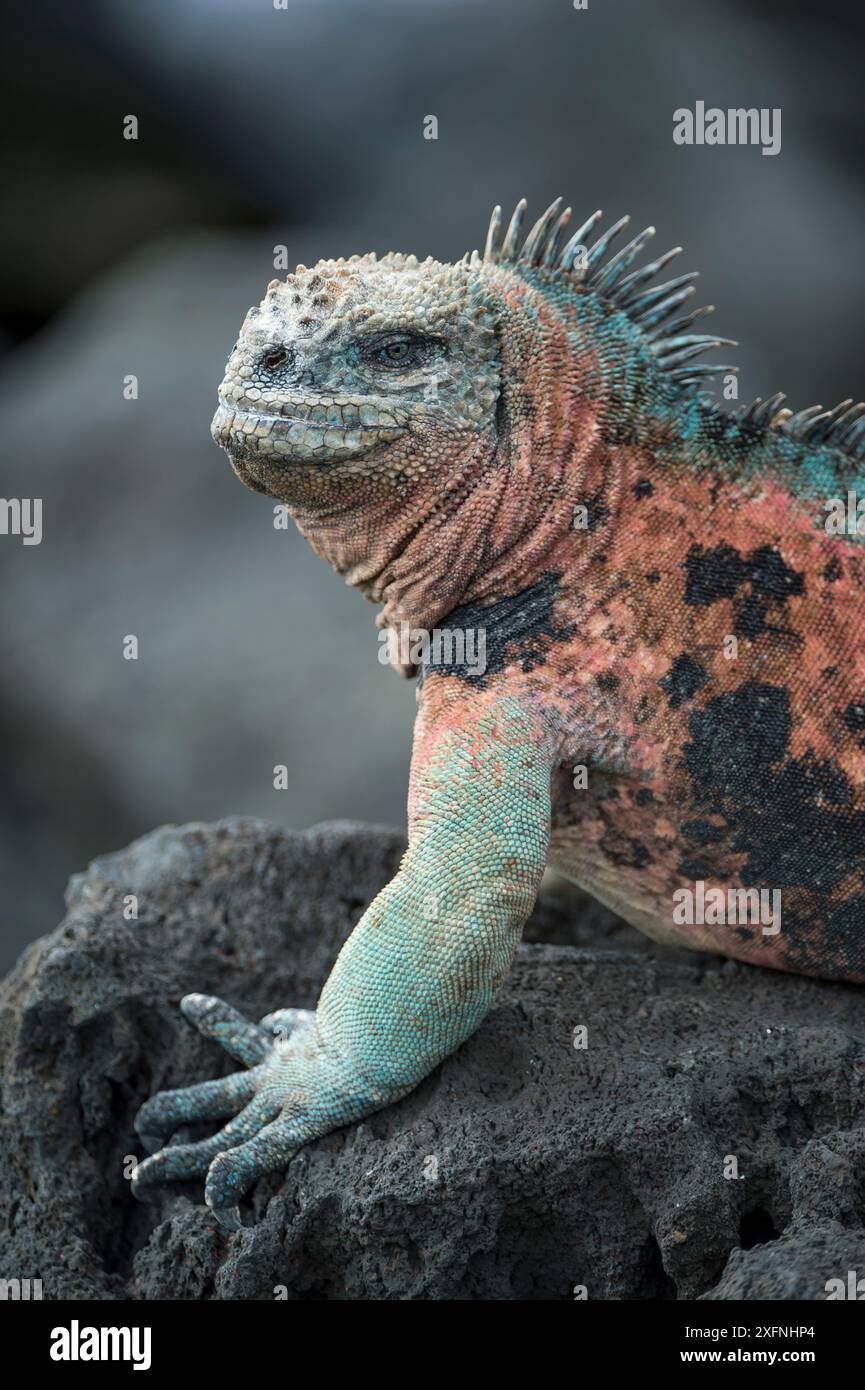 Photo inspiration: Gallery Detail: Marine Iguana Amblyrhynchus Cristatus Male In Full Breeding Colours