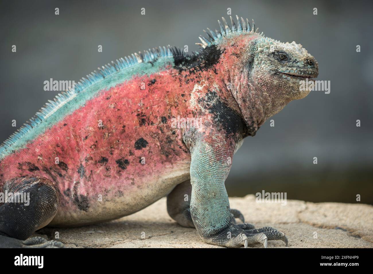 Curated visual reference: Breeding Iguanas On Homeland Ivy Reference: Marine Iguana Amblyrhynchus Cristatus Male In Full Breeding Colours