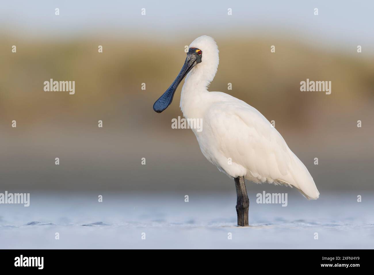 Royal spoonbill (Platalea regia) standing in river. Ashley River ...